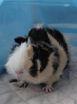 Rescue Abyssinian Guinea Pigs for Adoption in Wellington, Colorado - Tiga And Moka | PetCurious